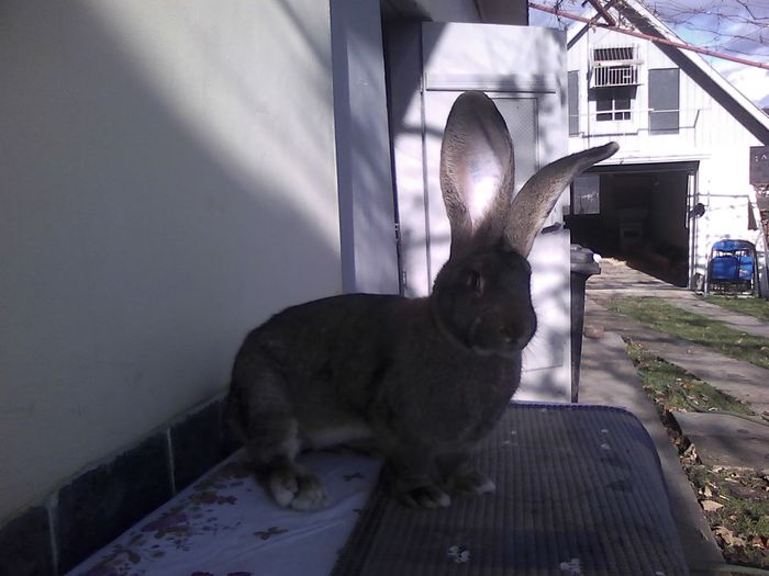 Iepuri 01.12.2015 023