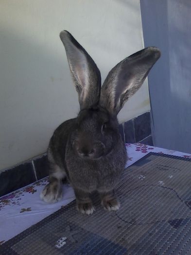 Iepuri 01.12.2015 024