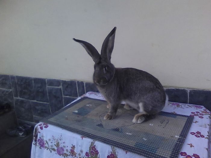 Iepuri 01.12.2015 026