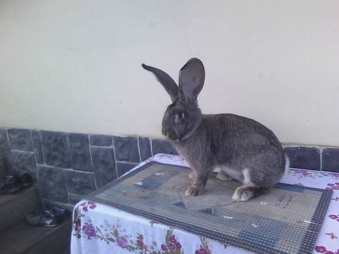 Iepuri 01.12.2015 027