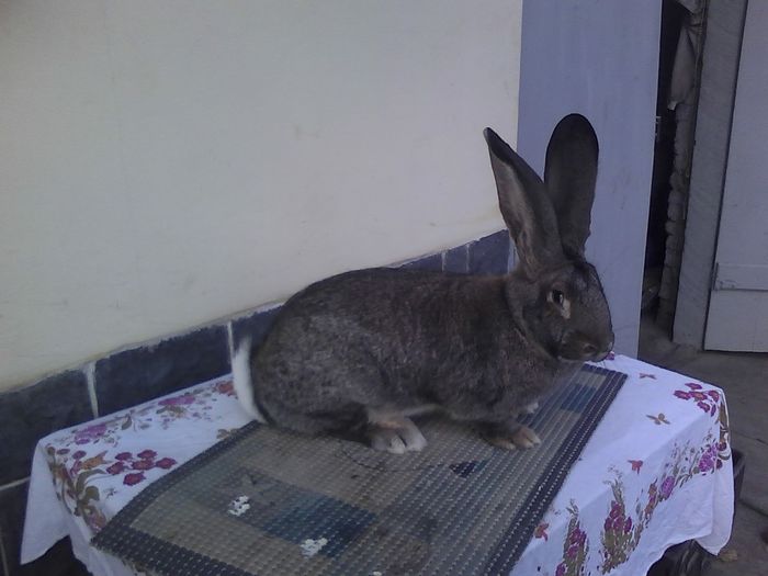 Iepuri 01.12.2015 039