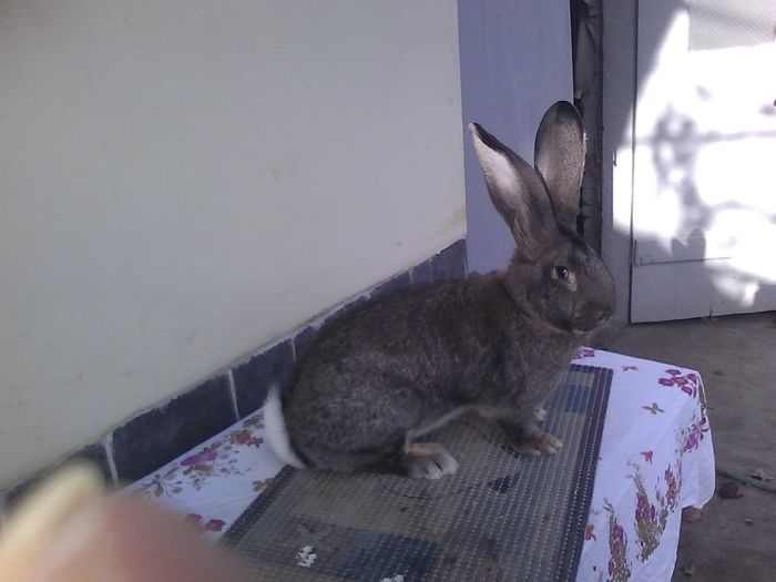 Iepuri 01.12.2015 040