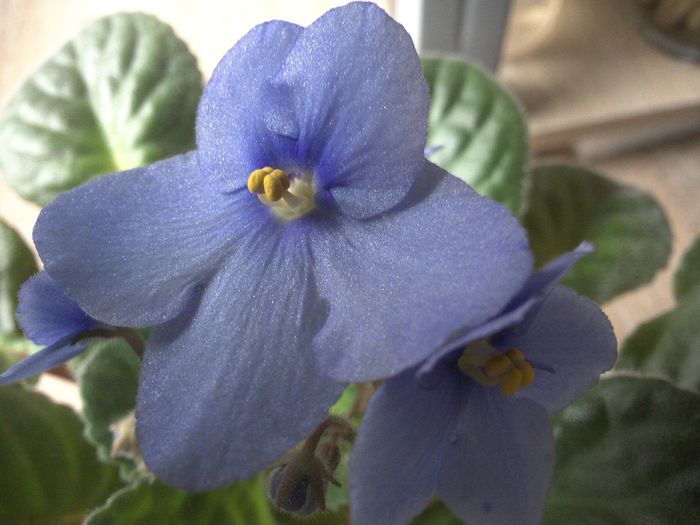 floricica e super mare