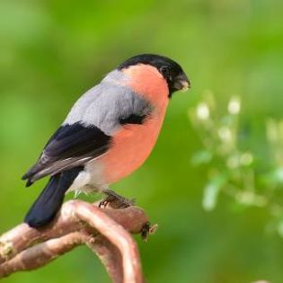 670856_d45c5b3b8a930b713fe3806cbef8112e_mdsq - BIRDS