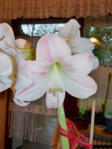 Apple Blossom - Amaryllis