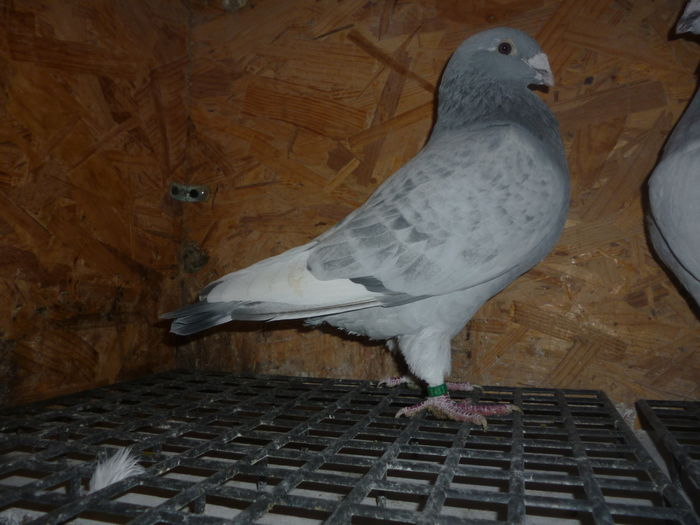 P1060596 - Voiajori Standard