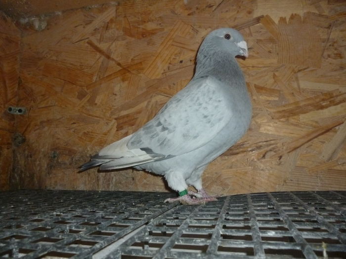 P1060597 - Voiajori Standard