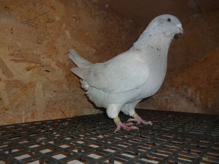 F  2013 - Voiajori Standard