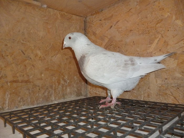 F  2014 - Voiajori Standard