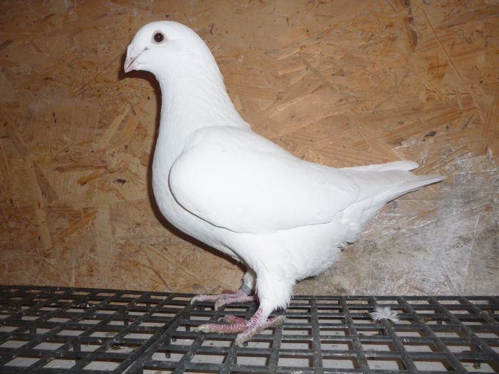 P1060507 - Voiajori Standard