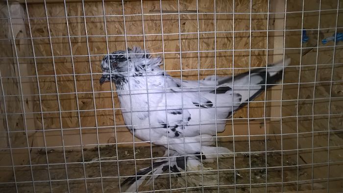 WP_20151121_12_46_01_Pro - Pui 2015