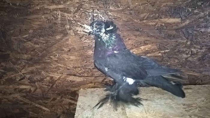 WP_20151121_12_49_11_Pro - Pui 2015