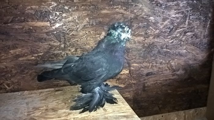 WP_20151121_12_49_43_Pro - Pui 2015