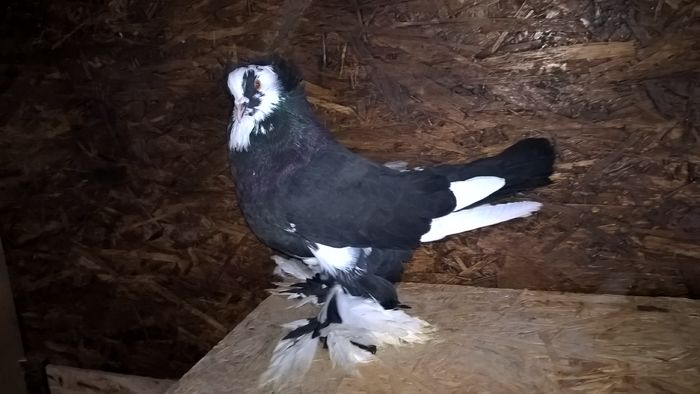 WP_20151121_12_50_12_Pro - Pui 2015