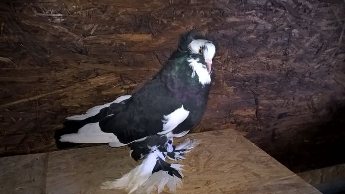 WP_20151121_12_50_23_Pro - Pui 2015