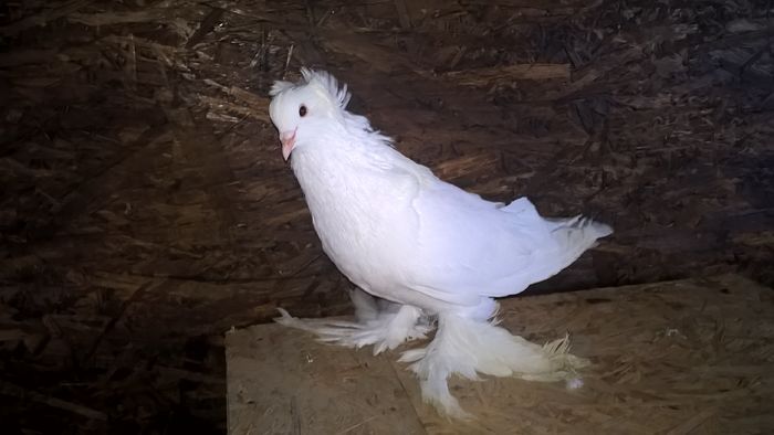 WP_20151121_12_58_29_Pro - Pui 2015