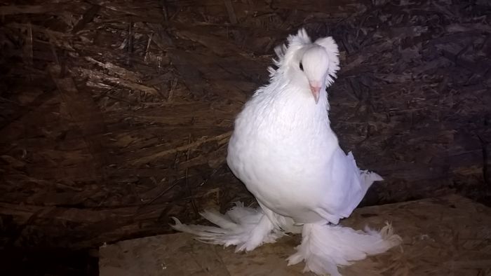 WP_20151121_12_58_36_Pro - Pui 2015