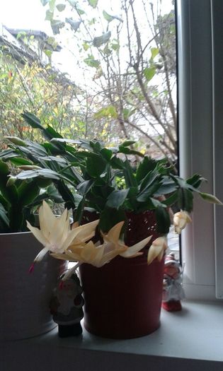 IMG-20151129-WA0021 - SCHLUMBERGERA