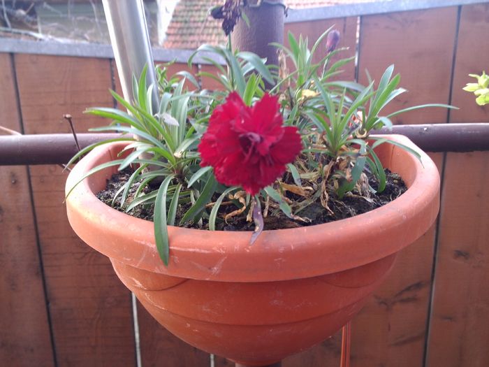 IMG_20151201_130104 - poze 2015