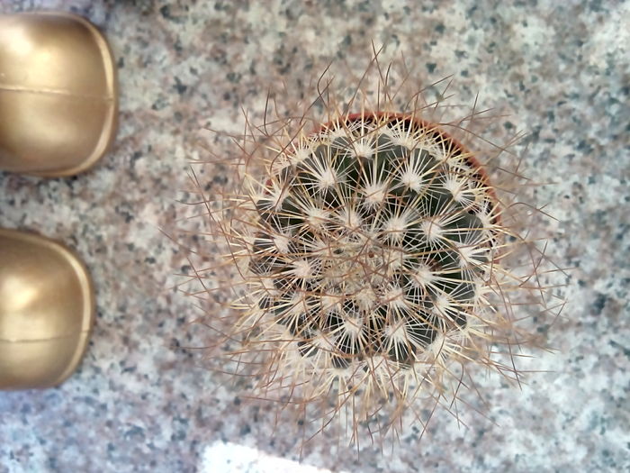 cactus?? - CACTUSI rog identificare