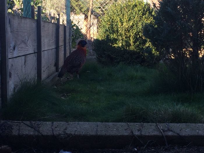 image - Tragopan