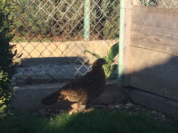 image - Tragopan