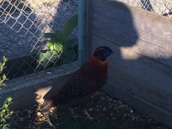 image - Tragopan