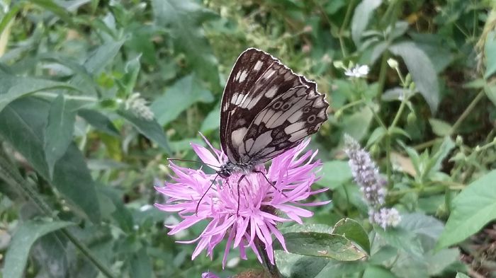 Melanargia galathea2 - 21 Fluturi