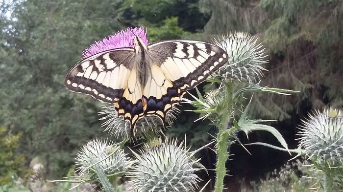 Papilio machaon - 21 Fluturi