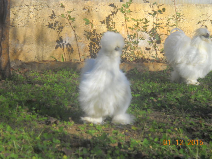 DSCN0571 - Matase Japoneza Alba MATCA 2016