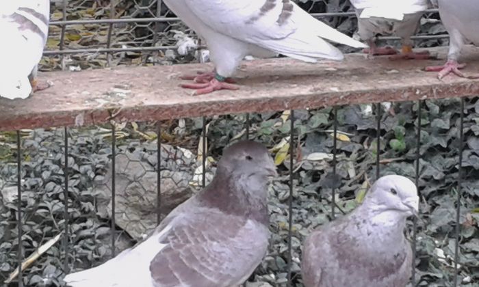 20151110_100242; m 2013 si f 2011
