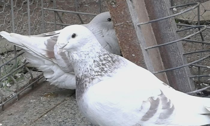 20151110_102649; m2014
