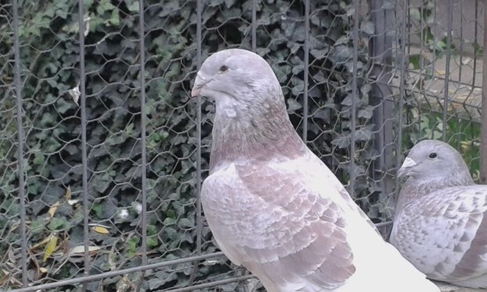 20151110_102819; f 2011
