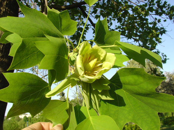 DSC03373 - Tulipan parcul circului