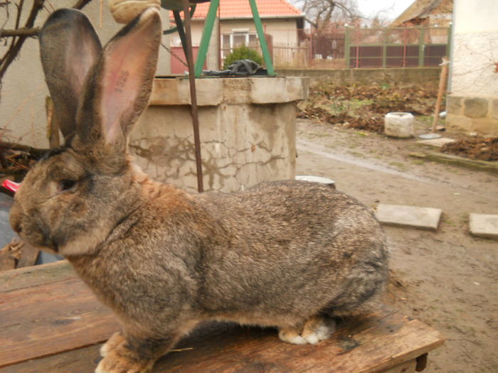 8,50kg-METZ - MASCUL UG GRI PENTRU VINZARE LA DIFERITE VIRSTE SI EXEMPLARE