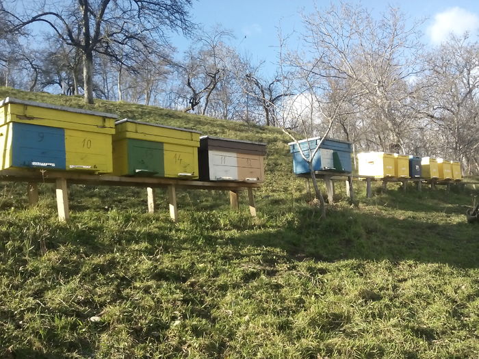 am ajuns la 14 in 2015 - Start apicultura 2014