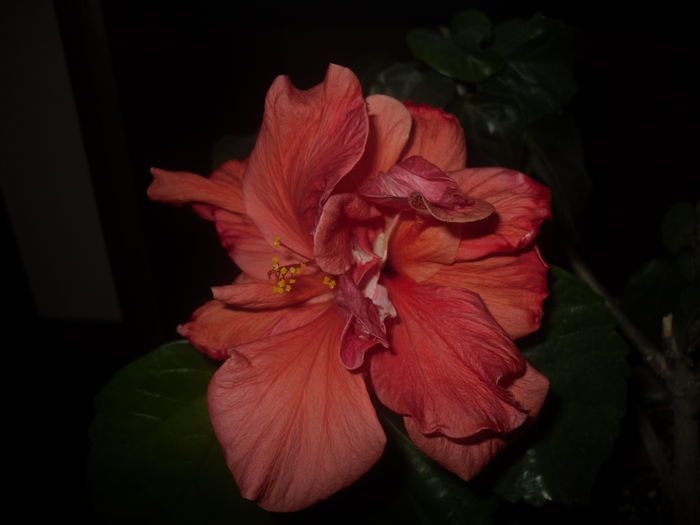 01 dec, 2015 - Hibiscus2015