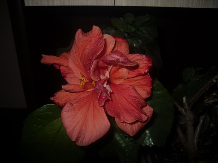 01 dec. 2015 - Hibiscus2015