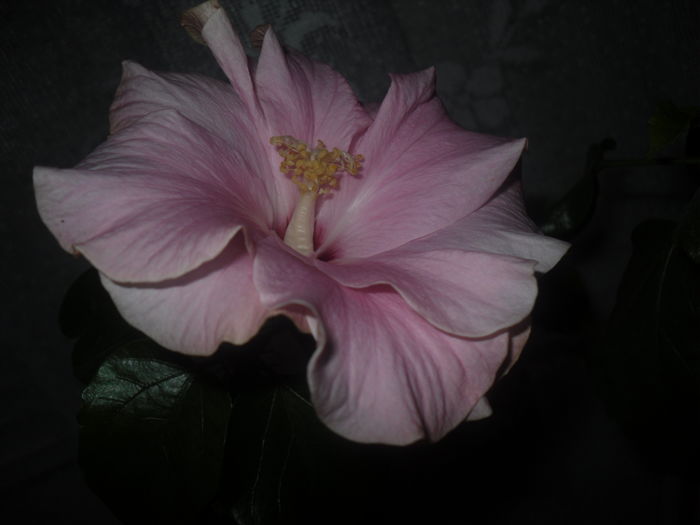 01 dec. 2015 - Hibiscus2015