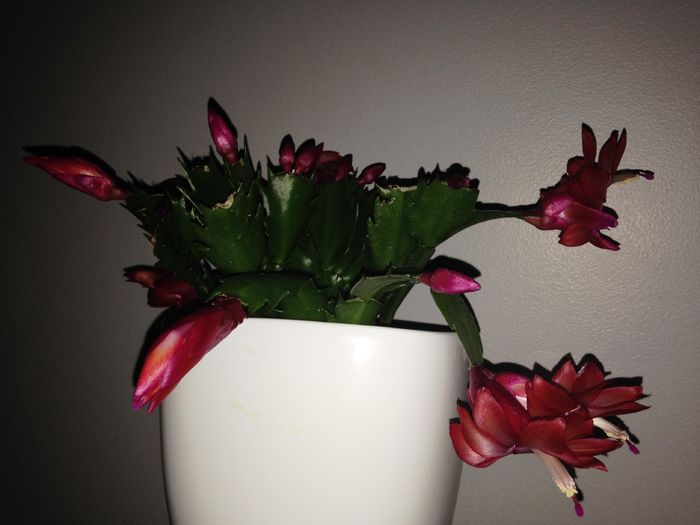 01 dec. 2015 - Cactusi Suculente