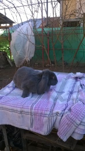 Femela albastru poza 1