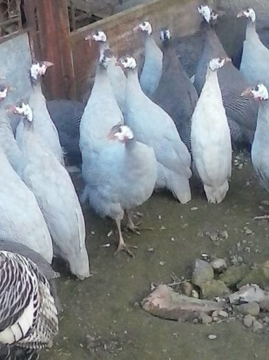 12243573_974978319226499_4293329736470683637_n