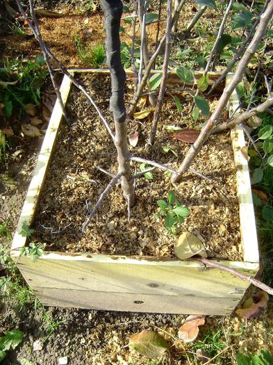 Cutia de lemn; Cutia de lemn (un corp de stup de albine, vechi) montata in primavara pe planta-mama.
