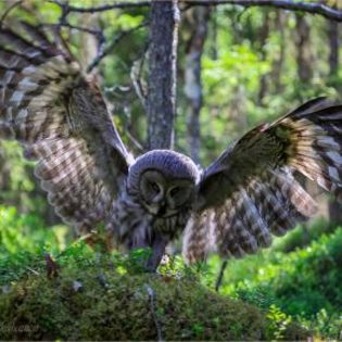 671054_42679b583db5901ac4371e5e62eba6ad_mdsq - BIRDS