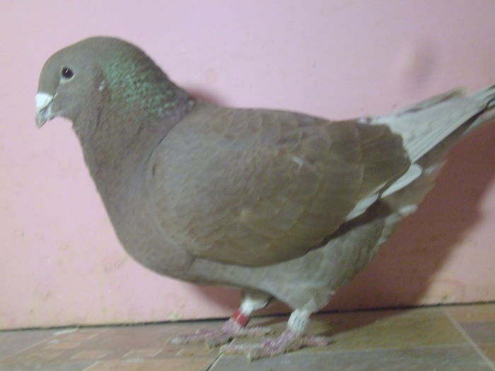 VINDUTA