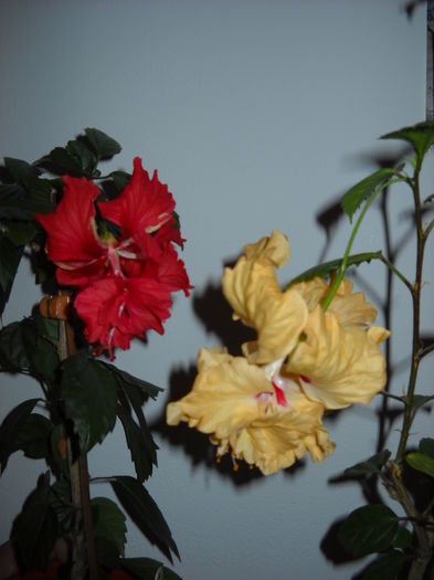 Duett - HIBISCUS-2015