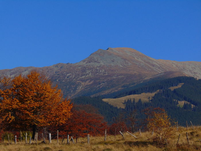 DSC01797 - Toamna 2015