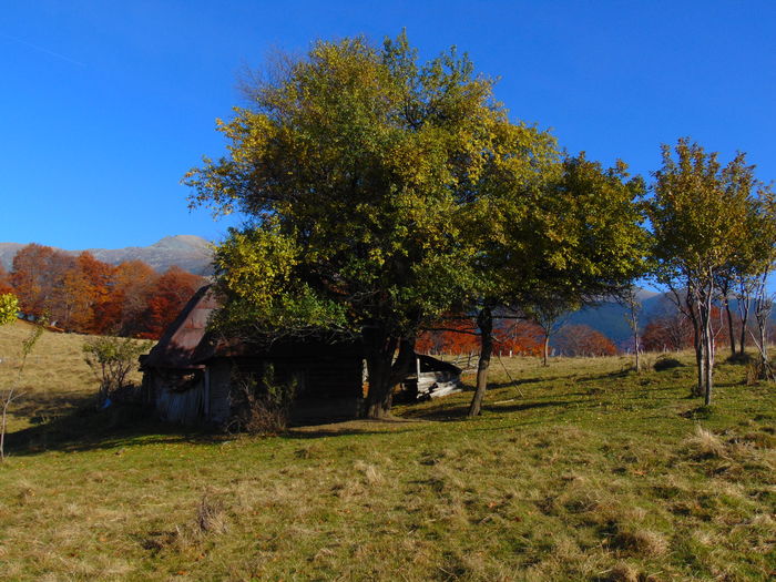 DSC01800 - Toamna 2015