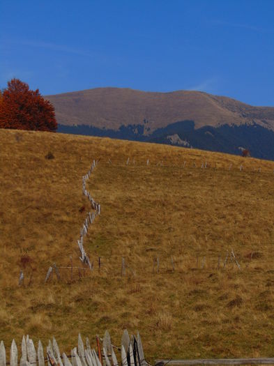 DSC01801 - Toamna 2015
