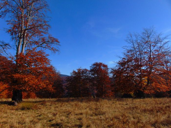 DSC01802 - Toamna 2015